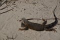 Aruba  Iguana Royalty Free Stock Photo